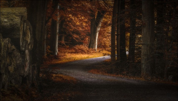 Path through an autumn forest with sunlight