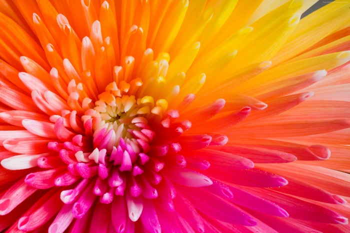 Close-up of a colorful chrysanthemum flower