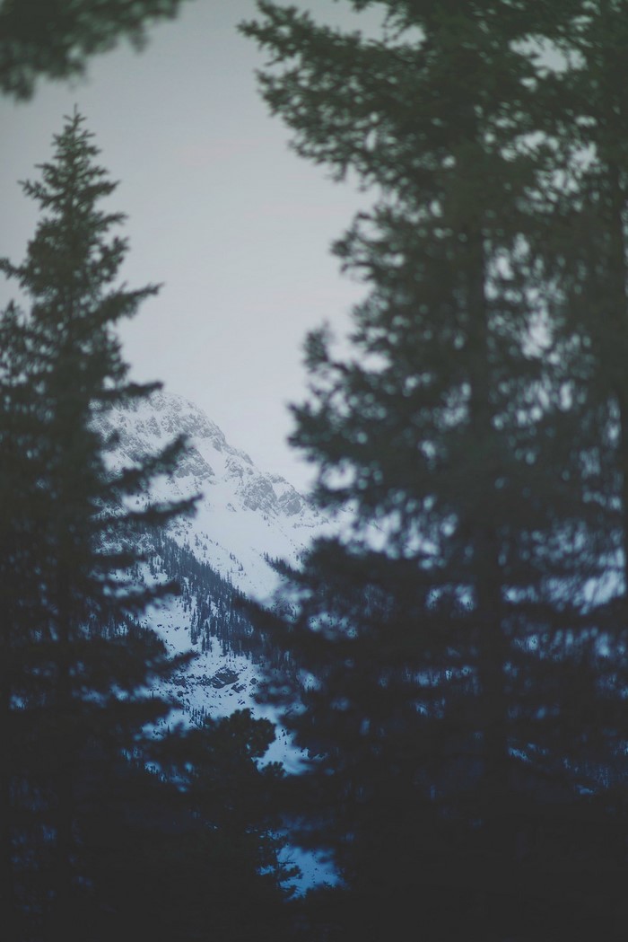 Snowy mountains seen through pine trees