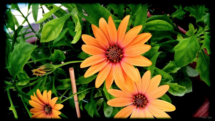 Orange daisies with green leaves