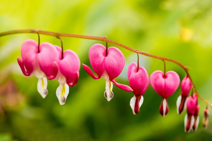 bleeding hearts, 5K, flowers