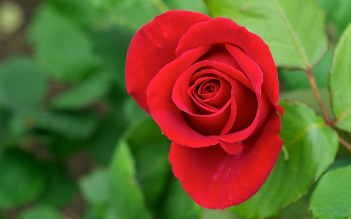 Close up of a red rose with green leaves