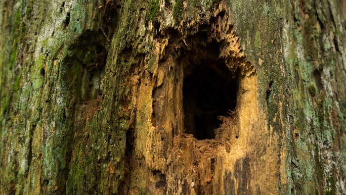 Hollow tree trunk with moss in Białowieża National Park