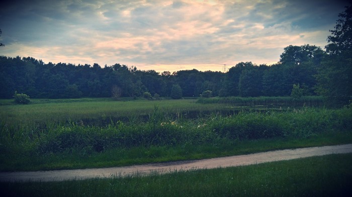 Grassy field with trees and a cloudy sky