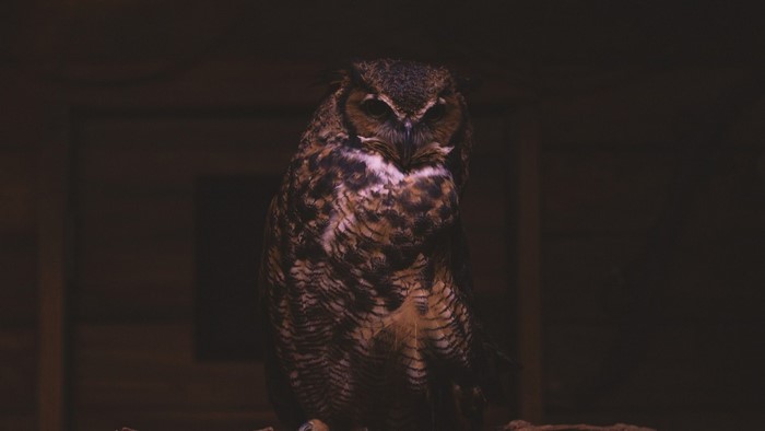 Great Horned Owl perched in darkness