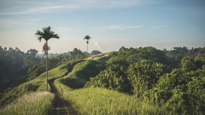 Path through green hills with palm trees and forest