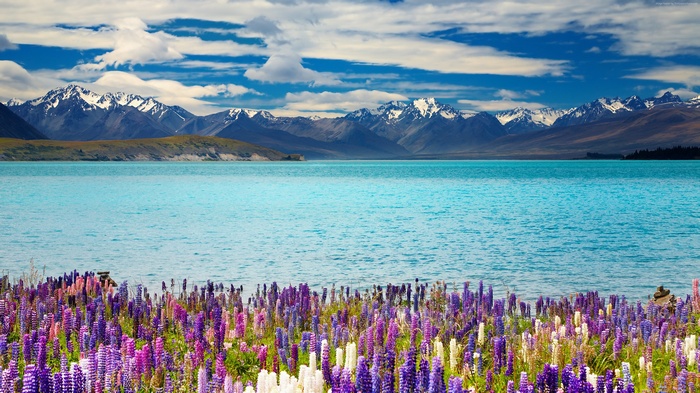 4K Lake Tekapo New Zealand Mountains and Lupins