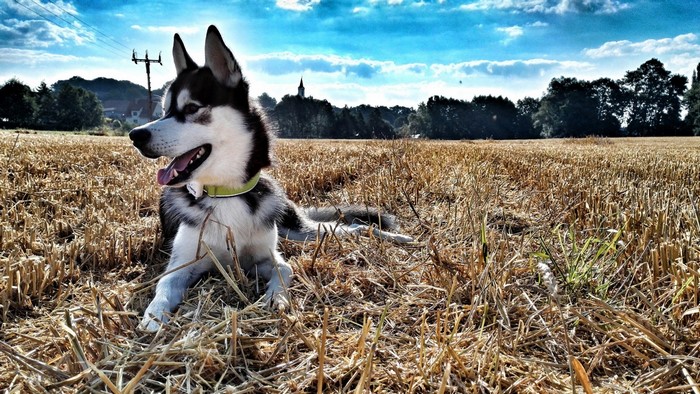 Siberian Husky lying in a harvested field