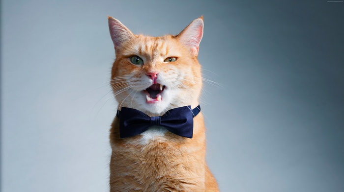 Orange cat wearing a bow tie