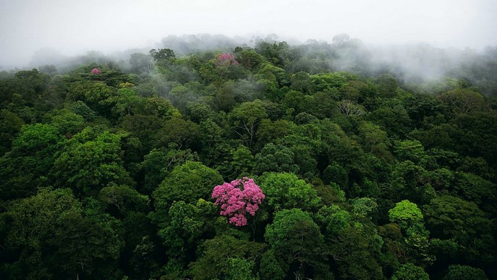 Aerial view of a misty rainforest with a pink flowering tree