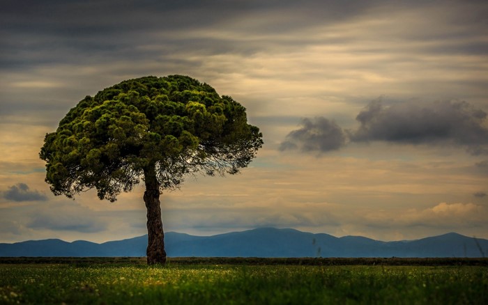 Lone tree in a field with mountains and cloudy sky