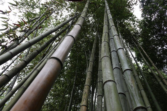 Looking up through a dense bamboo forest