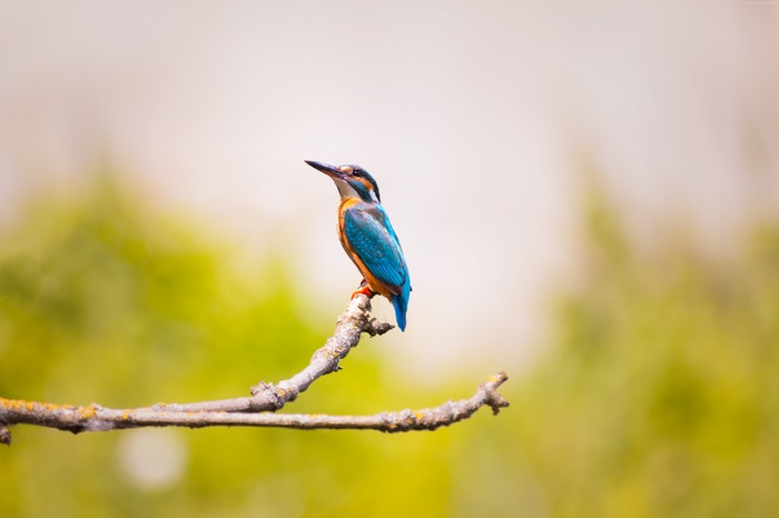 Kingfisher perched on a branch
