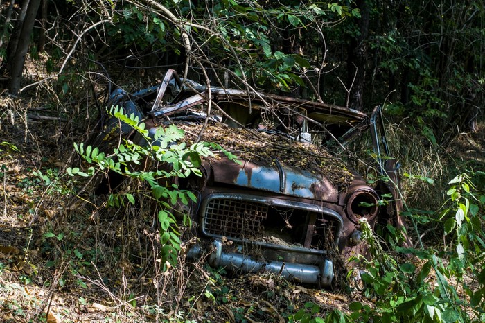 Abandoned vintage car overgrown with plants in a forest