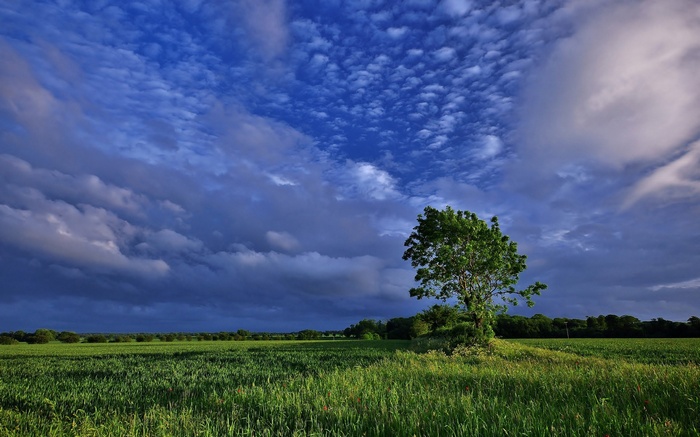 Lone tree in a green field under a dramatic sky
