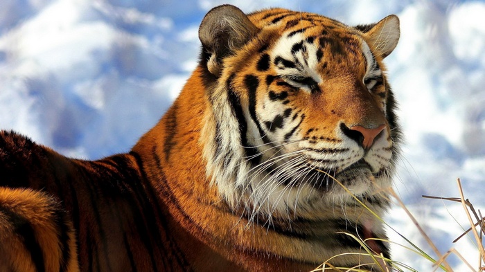 Tiger resting in the snow