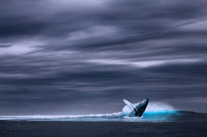 Whale breaching in a stormy ocean under dark clouds