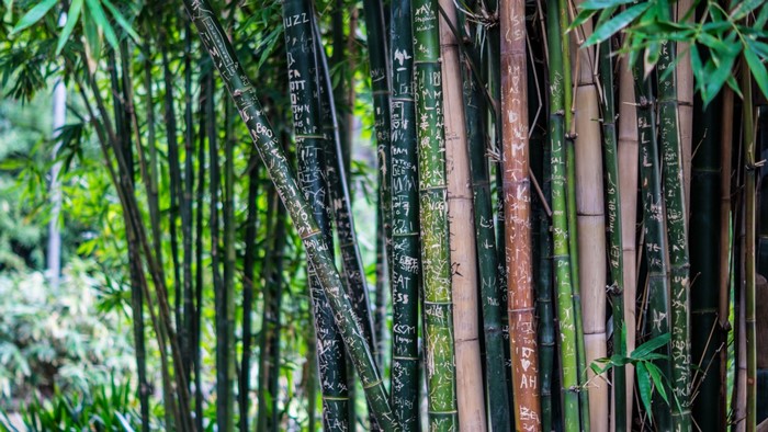 Bamboo stalks with carvings in a forest