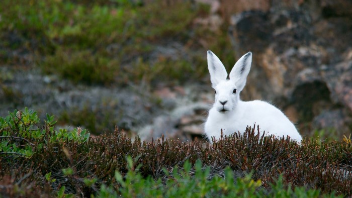 White Arctic Hare in a natural habitat