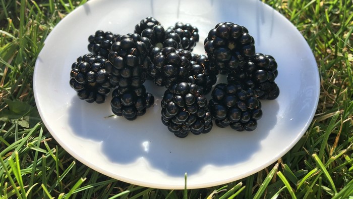 Blackberries on a white plate on grass