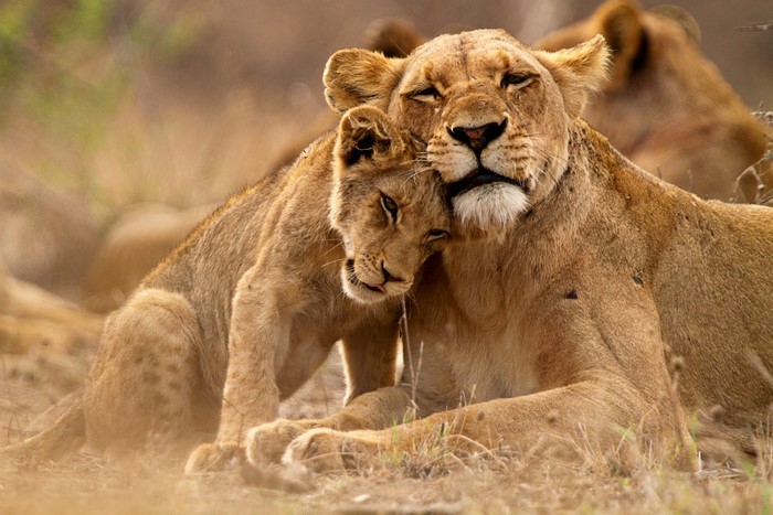 Tender Moment Between Lioness and Cub in Kruger National Park