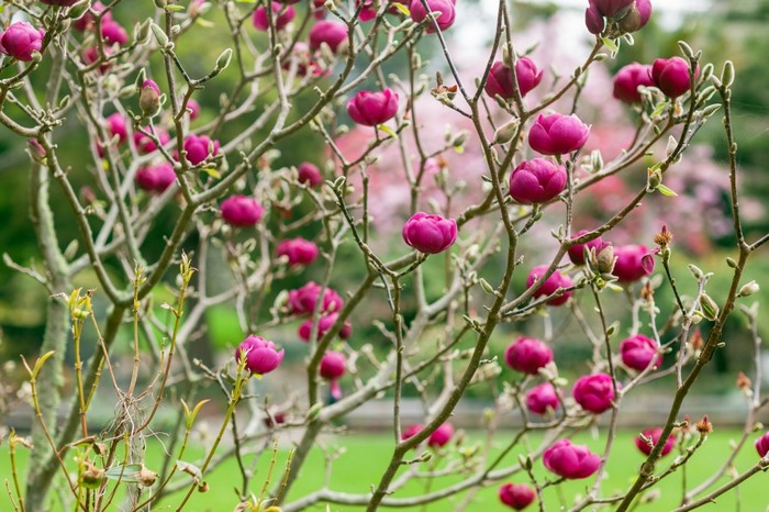 Magnolia tree with pink blossoms in a garden