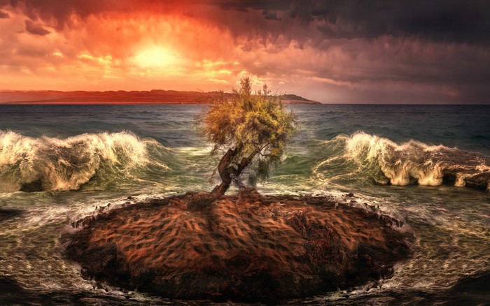 Tree on an island in the sea at sunset