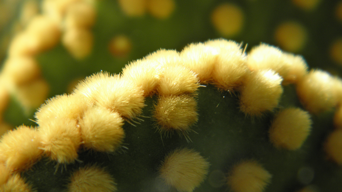 Close-up of yellow fuzzy growths on a green cactus