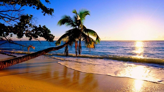 Palm trees on a tropical beach at sunset