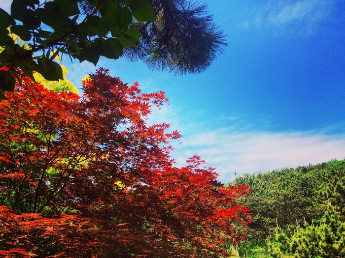 Red maple tree against blue sky with clouds
