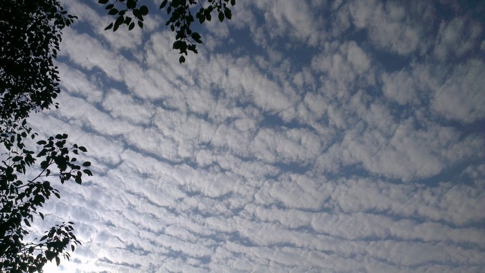 Sky with altocumulus clouds and tree branches