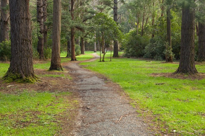A gravel path winds through a grassy forest clearing