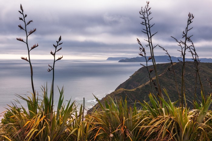 New Zealand Coastline with Flax Plants and Ocean