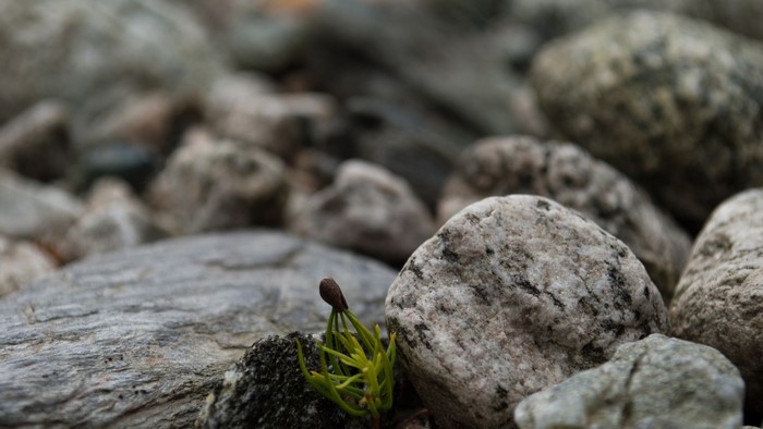Close-up of a small green plant growing among rocks