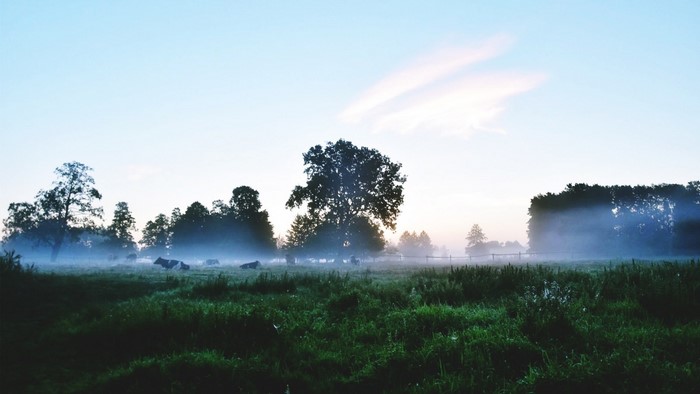Cows in a misty meadow at sunrise