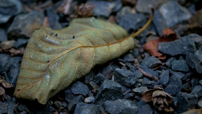 Dry leaf on gravel with pine cone