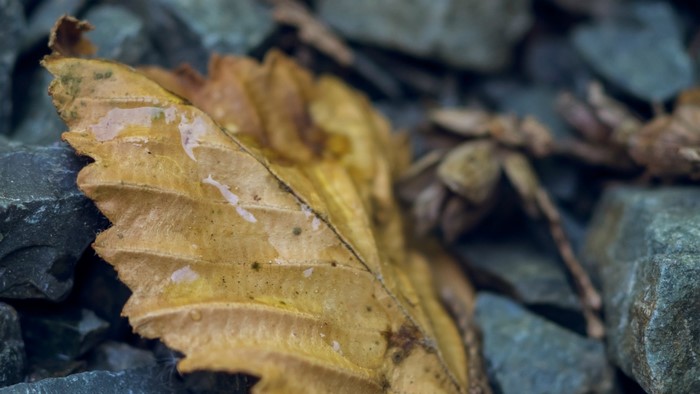 Close up of a wet autumn leaf on rocks