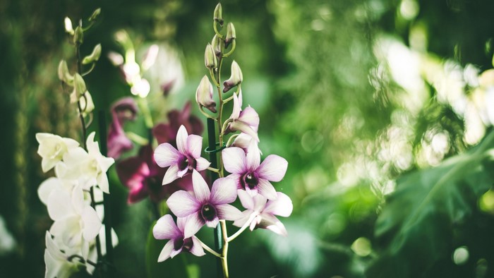 Close-up of purple and white orchids in a garden