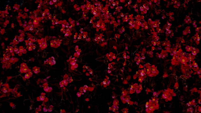 Darkness with red flowers and petals