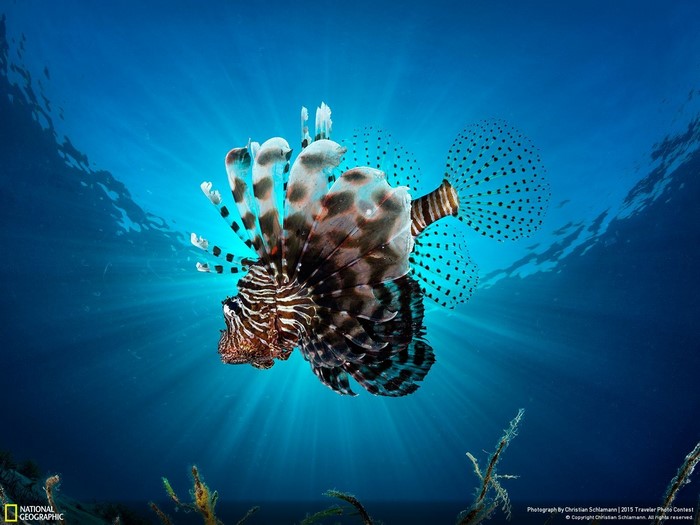 Lionfish swimming in blue ocean water