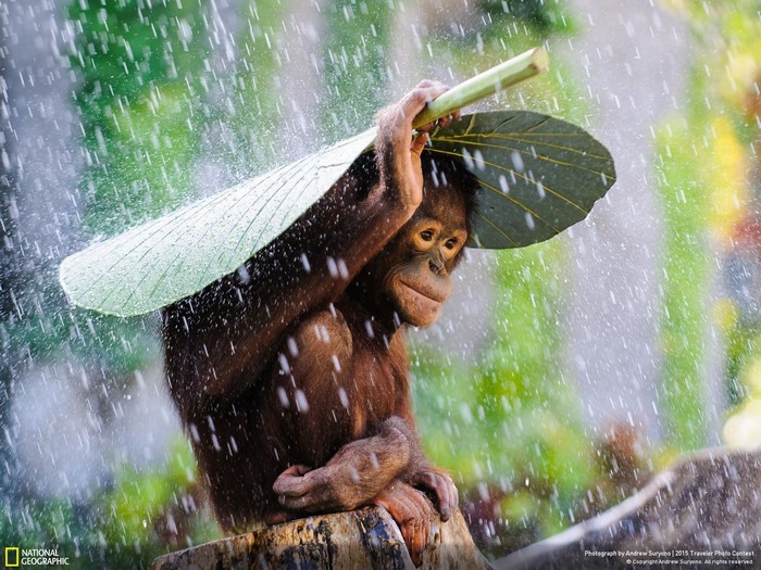 Orangutan holding a leaf as an umbrella in the rain