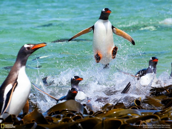 Gentoo penguins jumping into the water