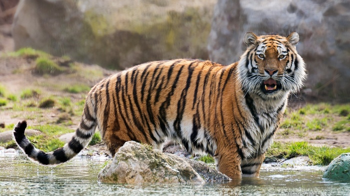 Tiger standing in shallow water