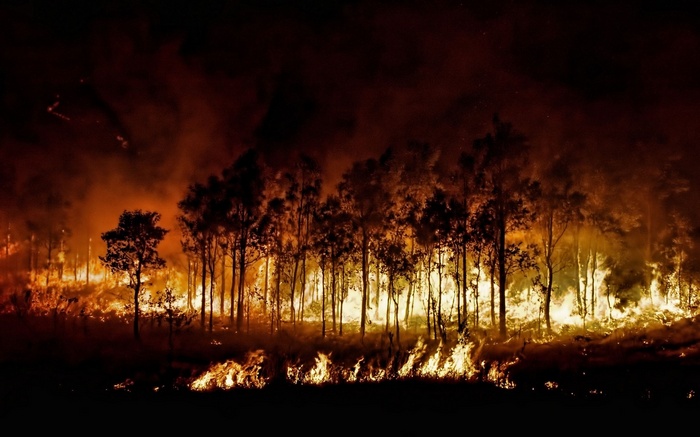 Forest fire at night with burning trees and smoke