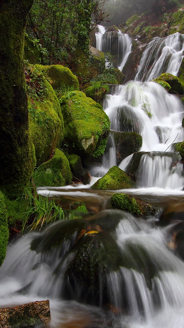 Mossy rocks and a cascading waterfall in a forest
