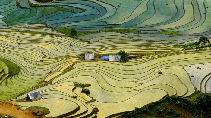 Terraced rice paddies with buildings and trees