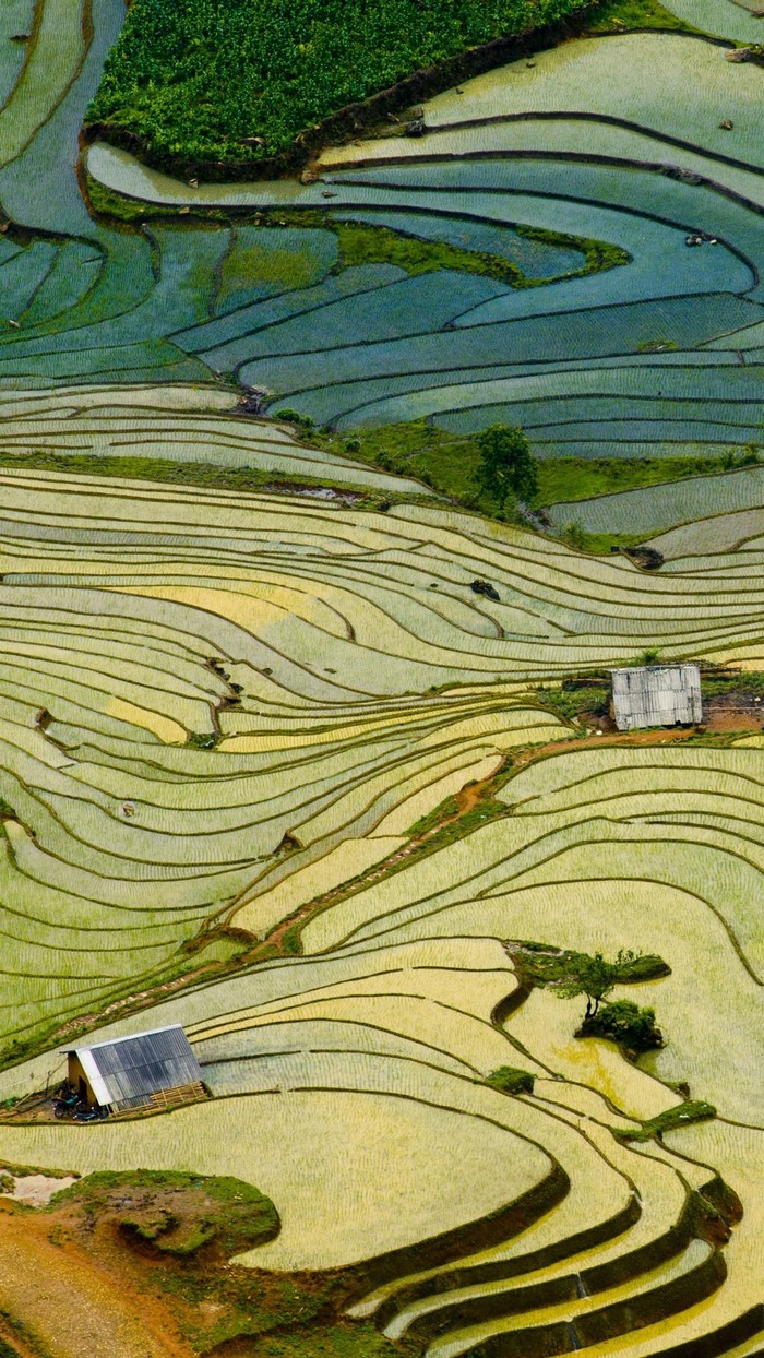 Terraced rice fields with houses in a rural landscape