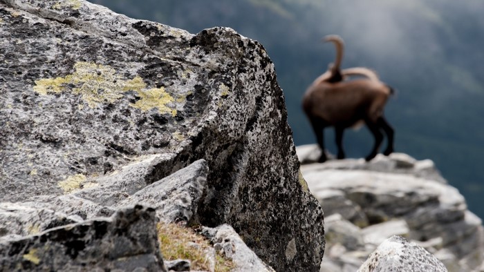 Ibex on a rocky mountain cliff