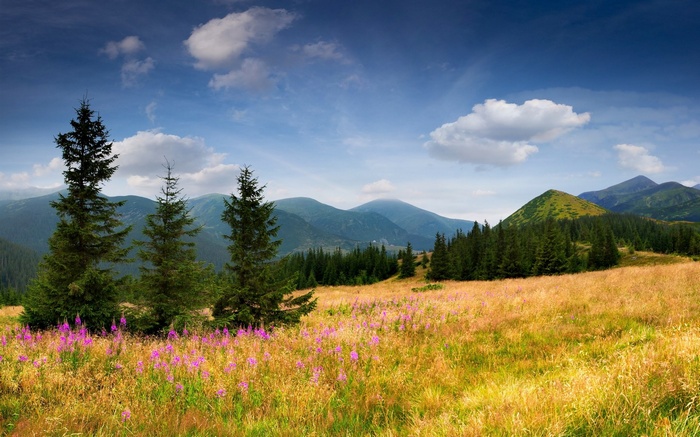 Mountain landscape with pine trees and wildflowers