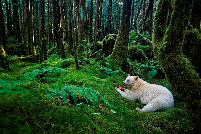 Spirit Bear eating salmon in a mossy forest